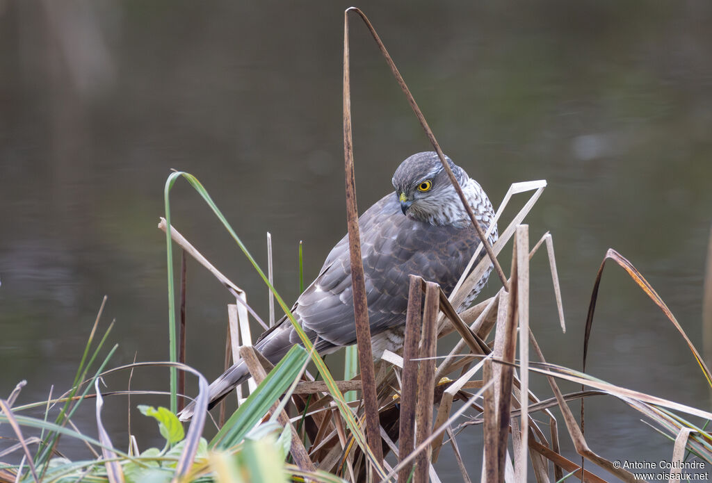 Eurasian Sparrowhawksubadult