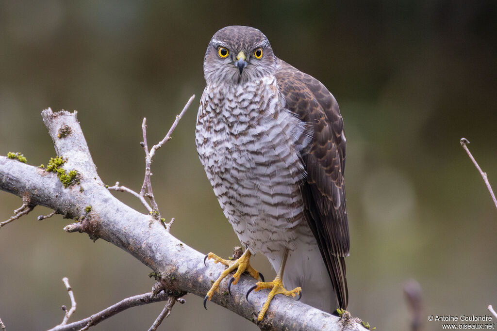 Eurasian Sparrowhawksubadult
