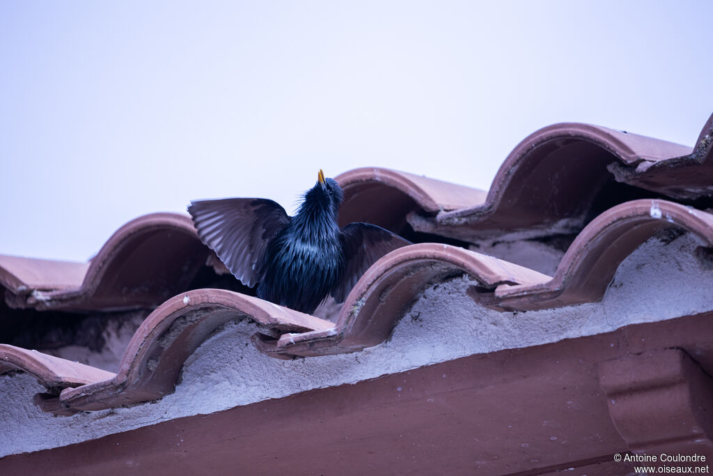Spotless Starling male adult breeding, courting display, song