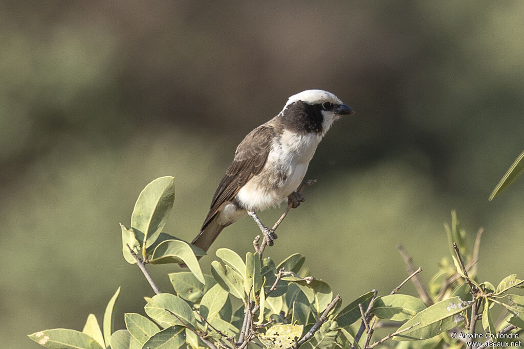 Eurocéphale de Rüppell