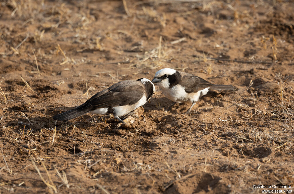 Eurocéphale de Rüppell