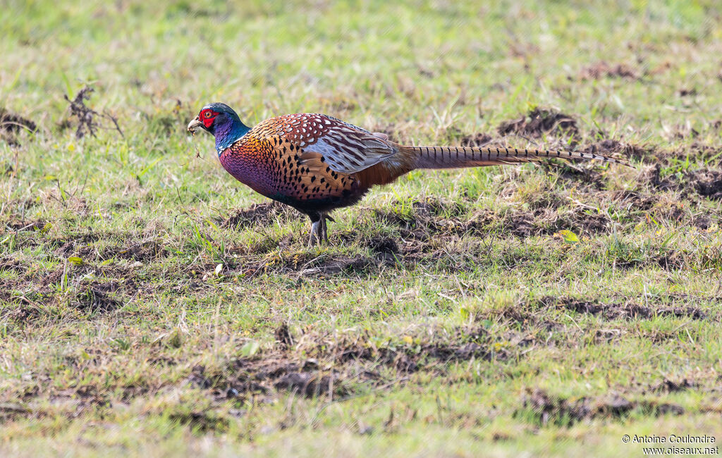Common Pheasant male adult