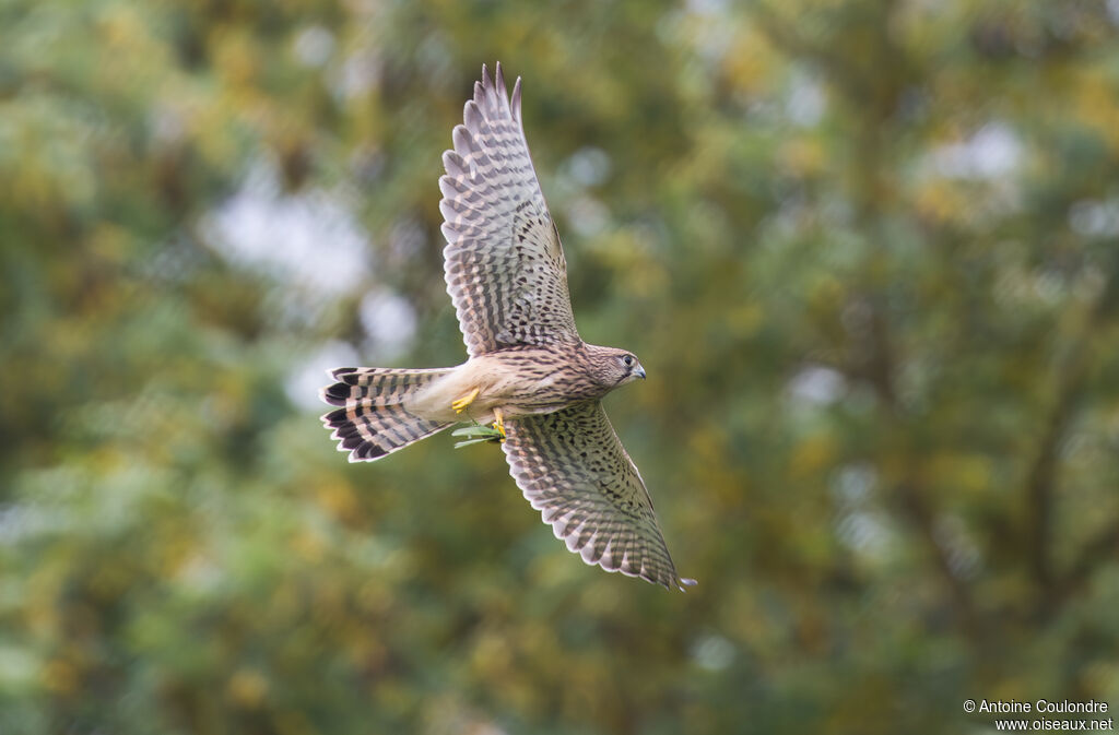 Common Kestreljuvenile