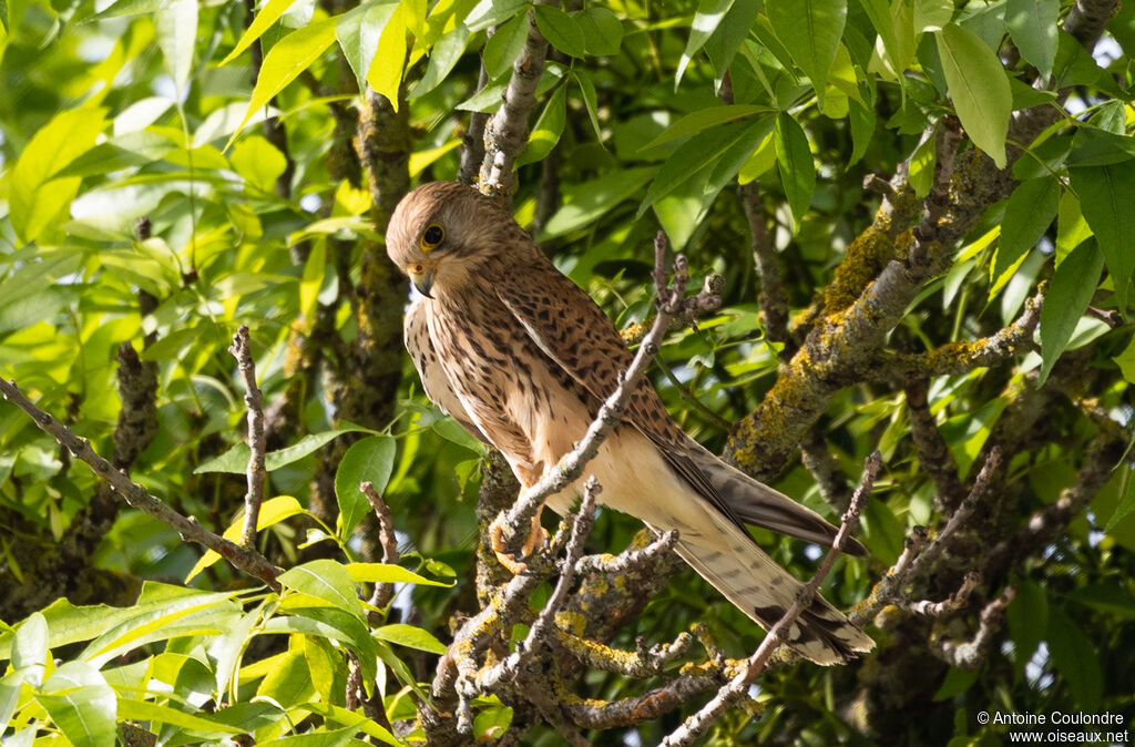 Common Kestrel female adult breeding