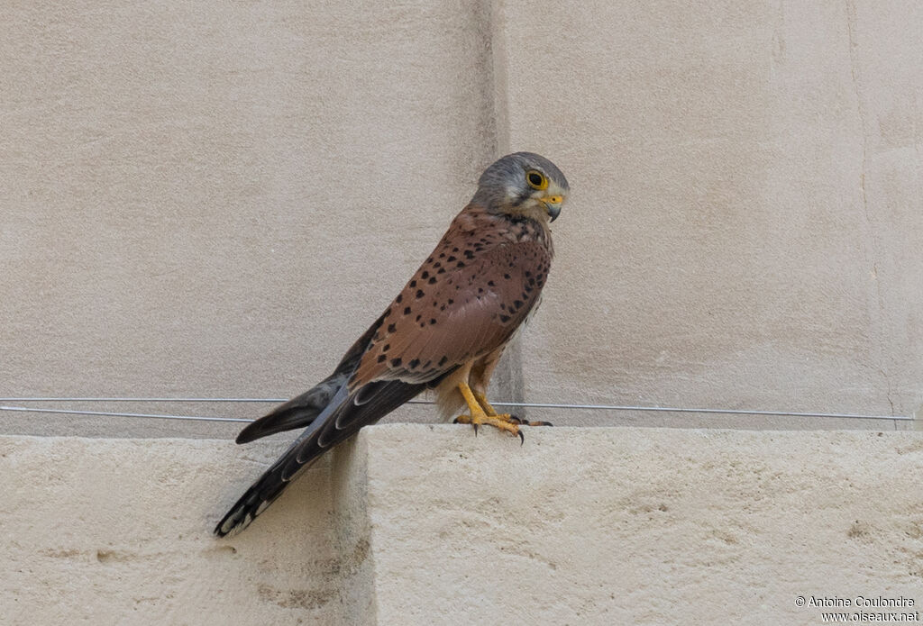 Common Kestrel male adult breeding