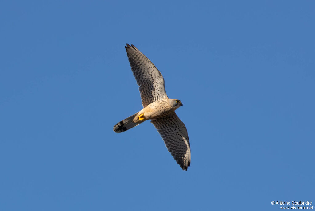 Common Kestrel male adult