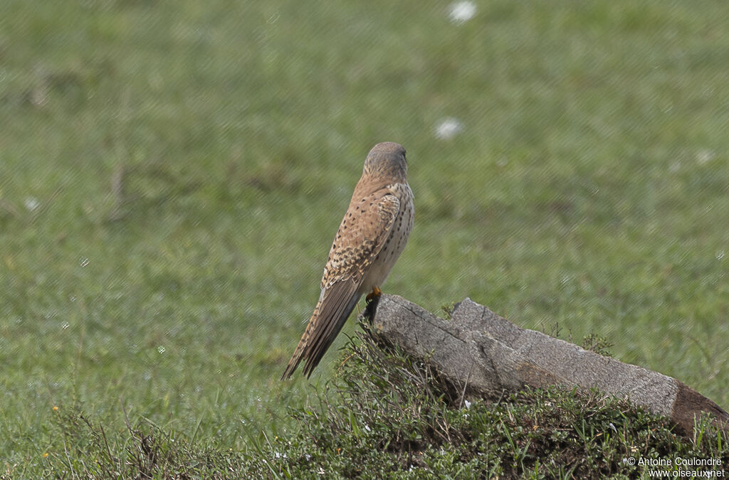 Common Kestrel male adult