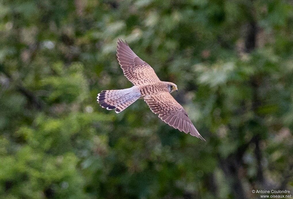 Lesser Kestrel female adult breeding