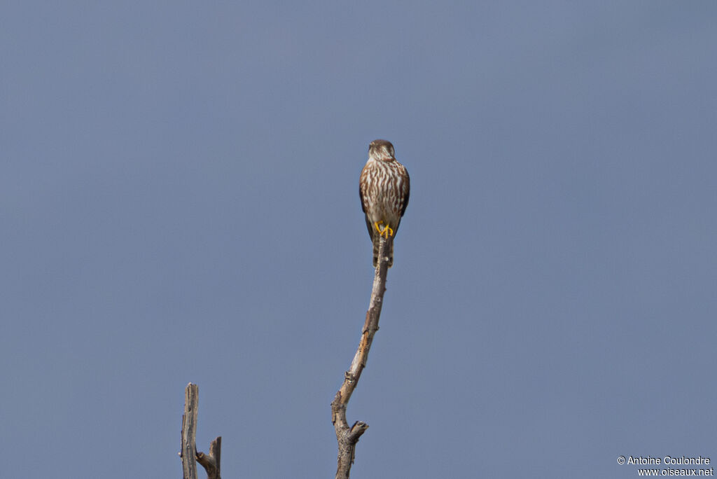 Faucon émerillonadulte, pêche/chasse