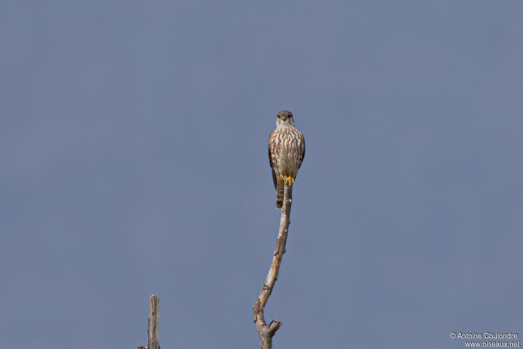 Faucon émerillonadulte, pêche/chasse