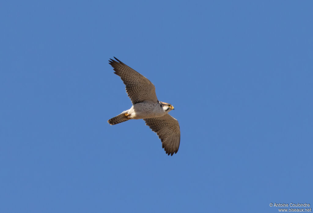 Lanner Falconadult, Flight