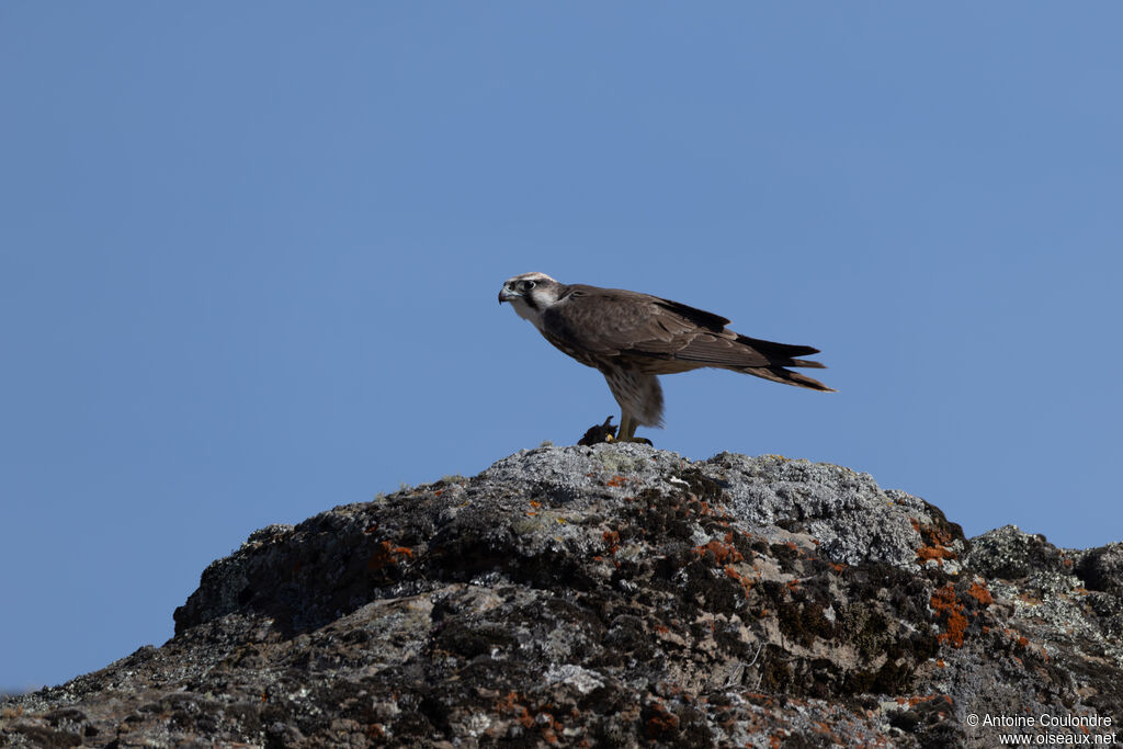Faucon lanierimmature, pêche/chasse, mange
