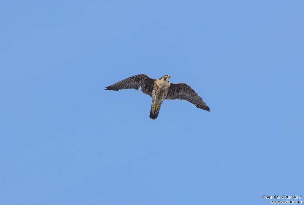 Peregrine Falcon female adult breeding