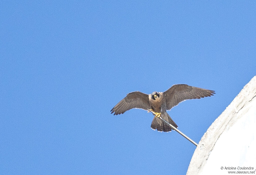 Peregrine Falconadult