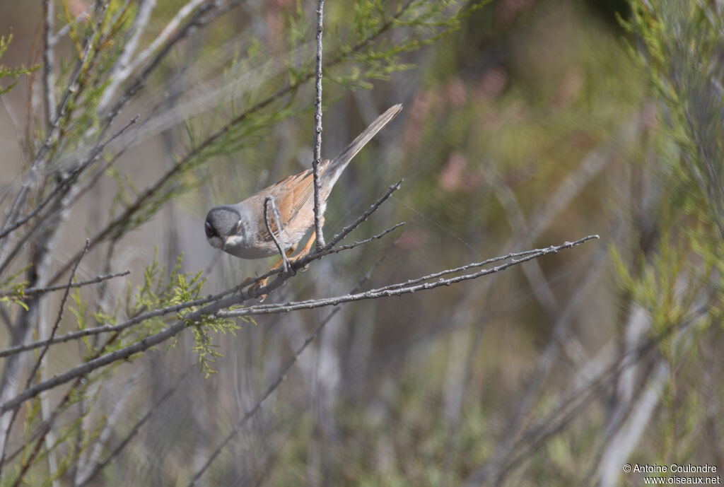 Spectacled Warbleradult breeding