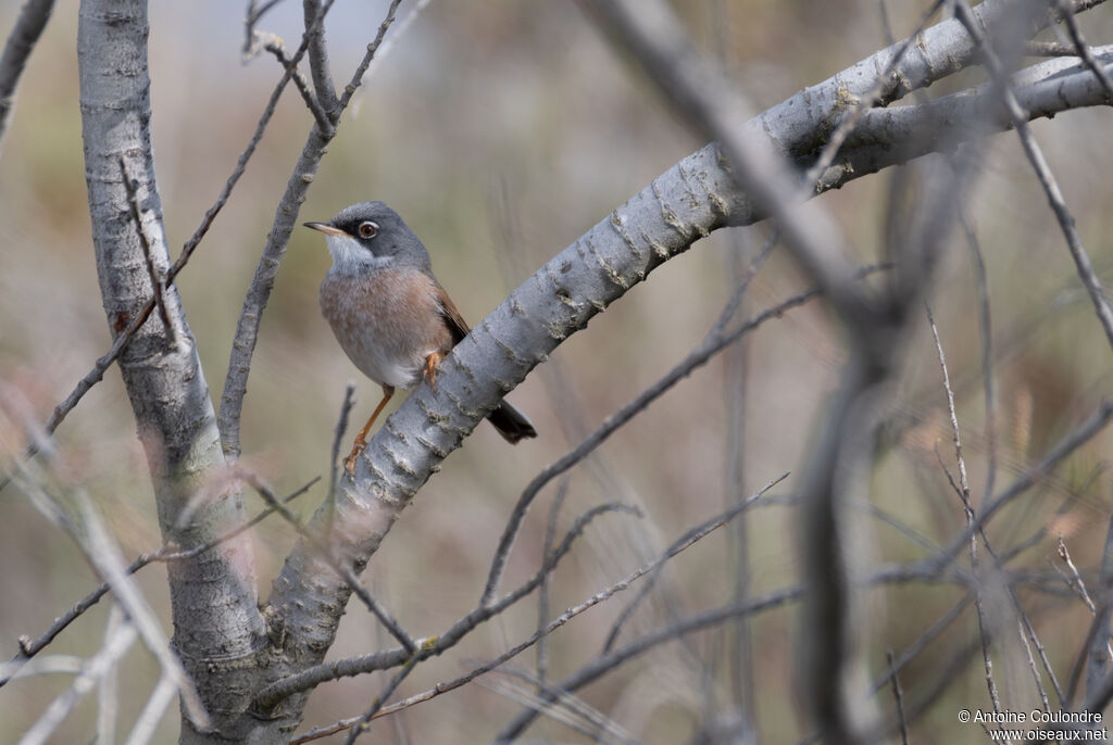 Spectacled Warbler male adult breeding