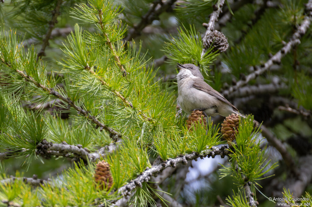 Lesser Whitethroat male adult breeding, song