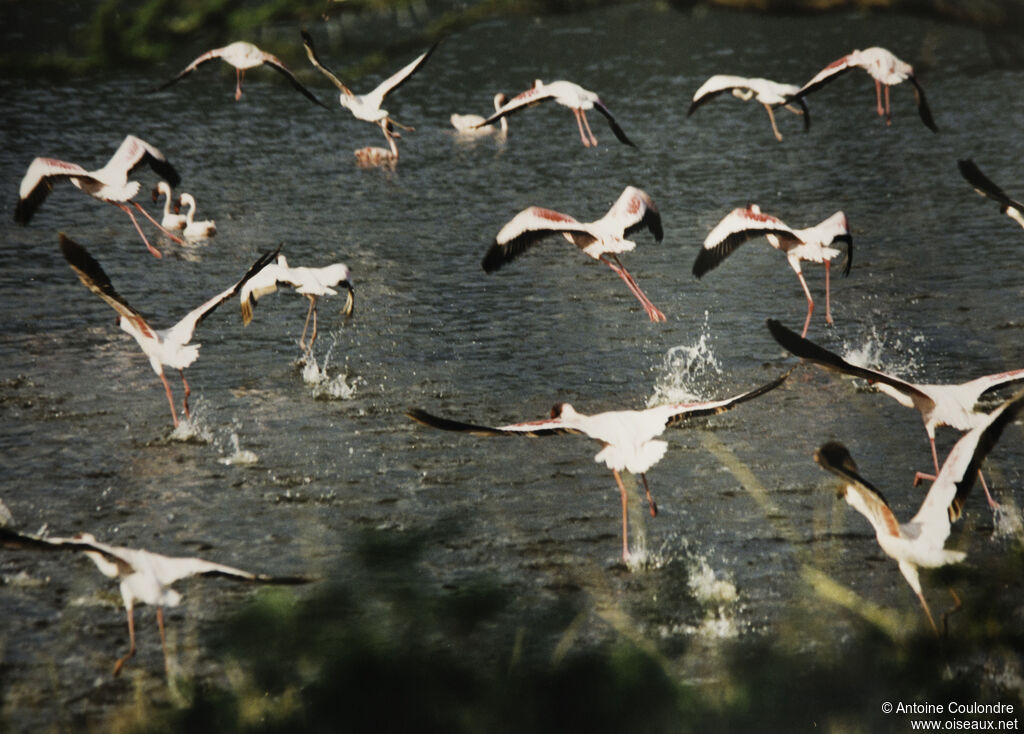 Lesser Flamingoadult, Flight