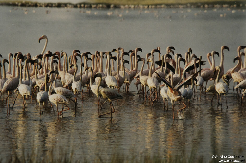 Flamant nain