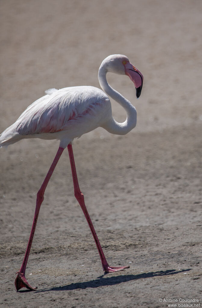 Flamant roseadulte, marche