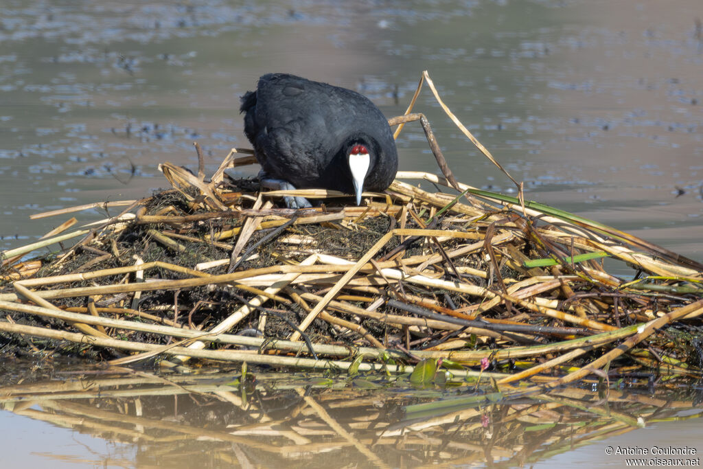 Red-knobbed Cootadult breeding, Reproduction-nesting