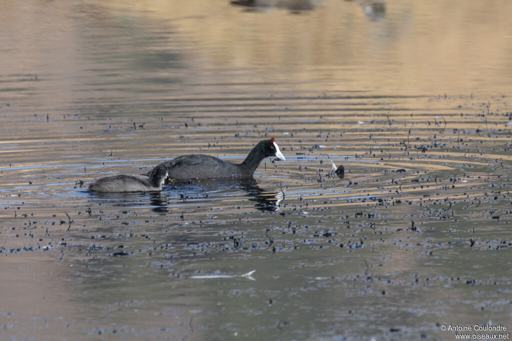 Red-knobbed Cootadult, swimming, fishing/hunting
