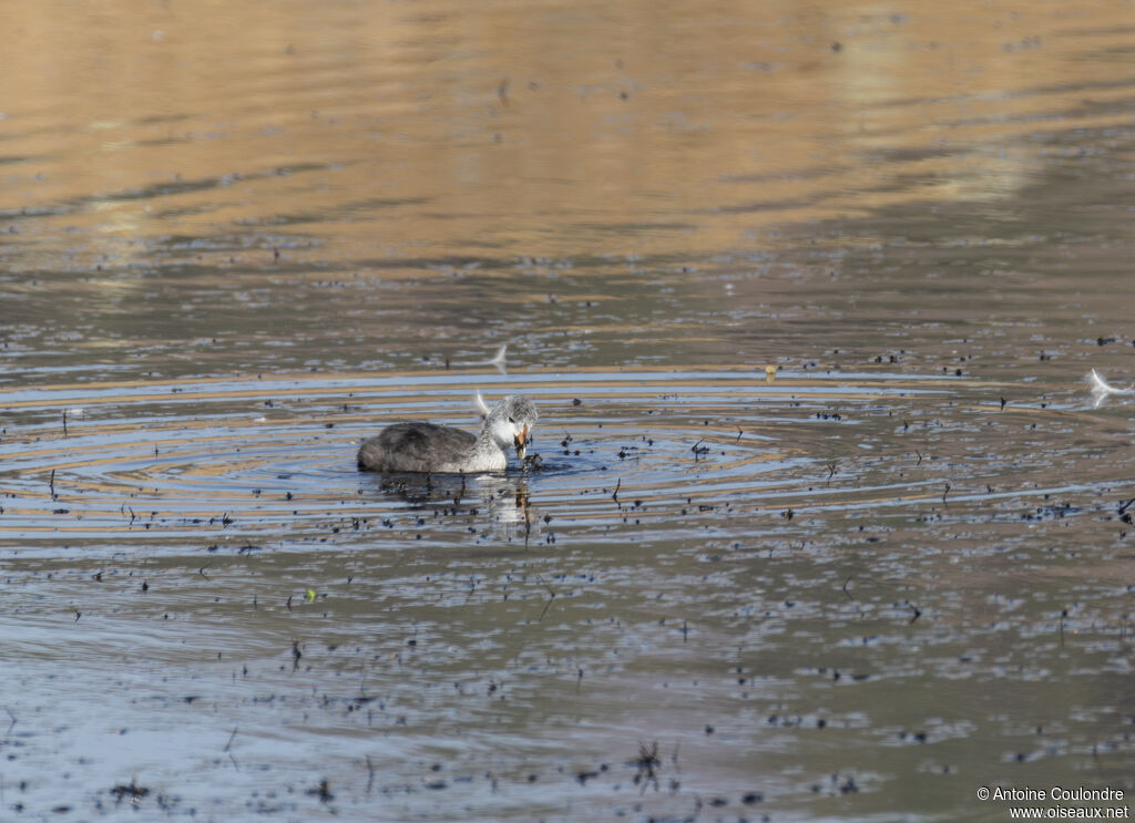 Red-knobbed Cootjuvenile, eats