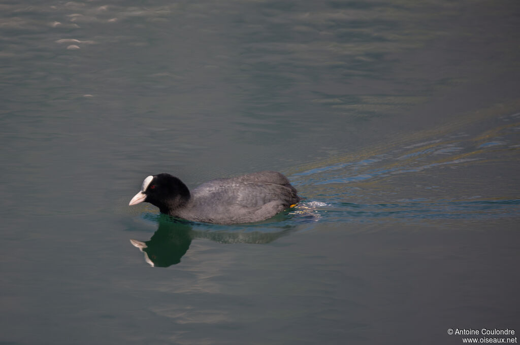 Eurasian Cootadult