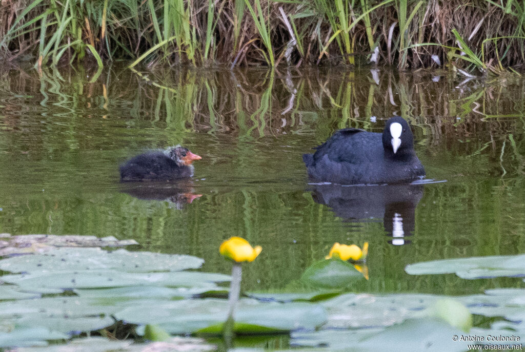 Eurasian Coot