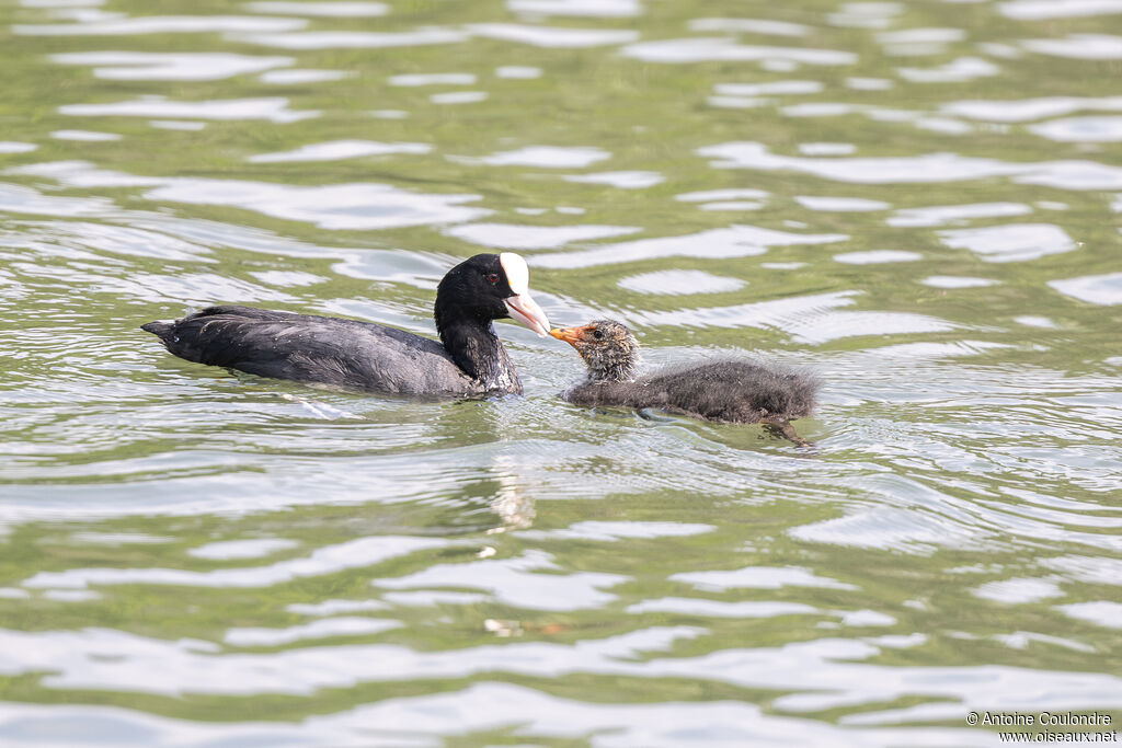 Eurasian Coot, eats