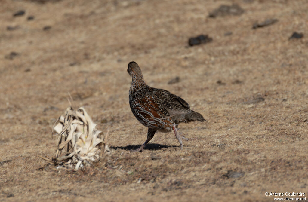 Francolin à cou rouxadulte, marche