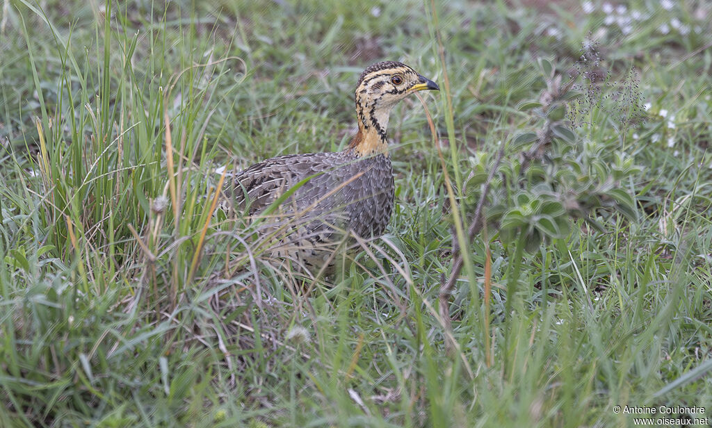 Coqui Francolin female adult