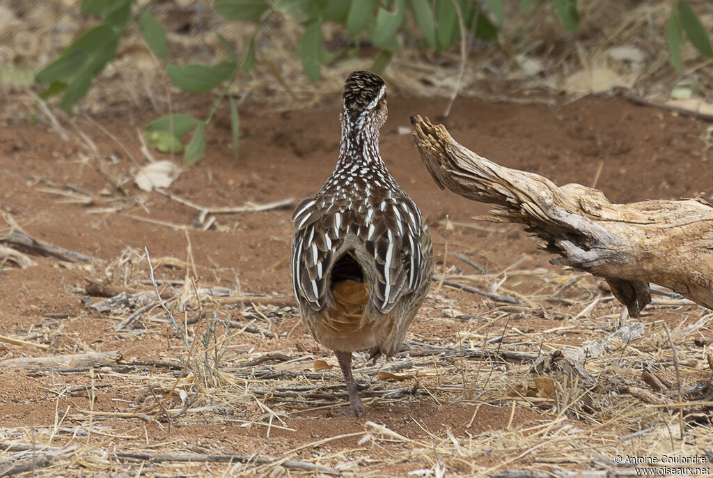 Crested Francolinadult