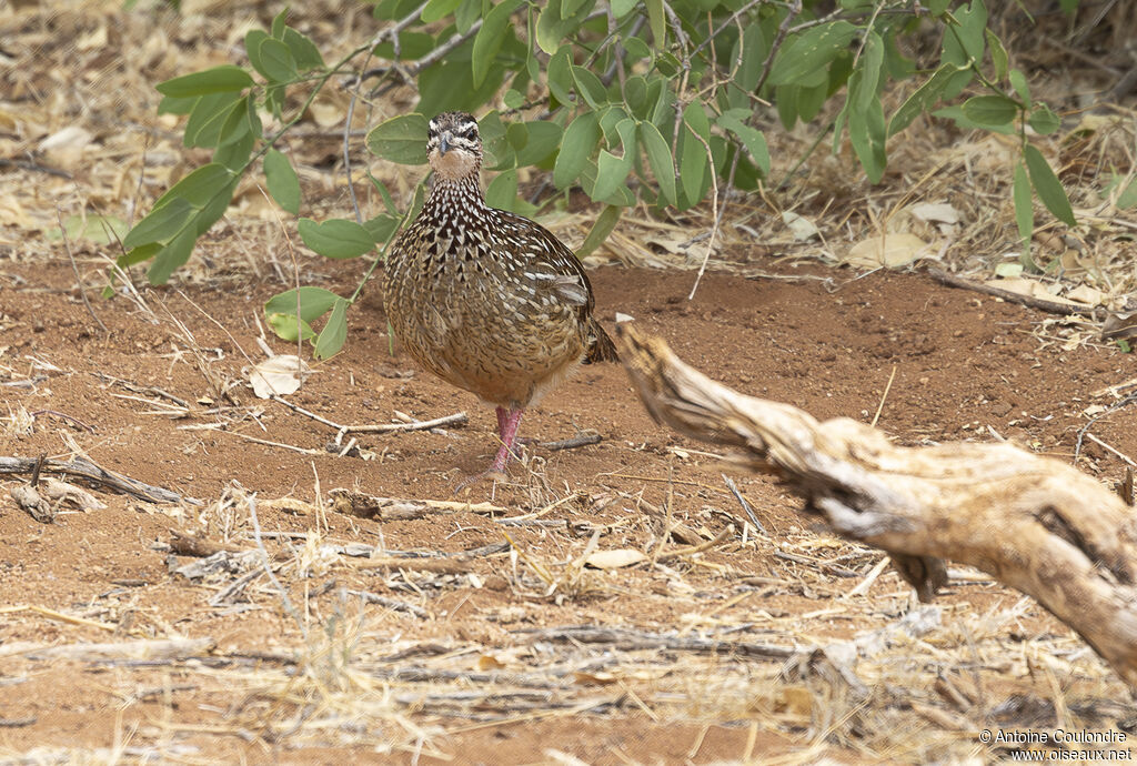 Crested Francolinadult