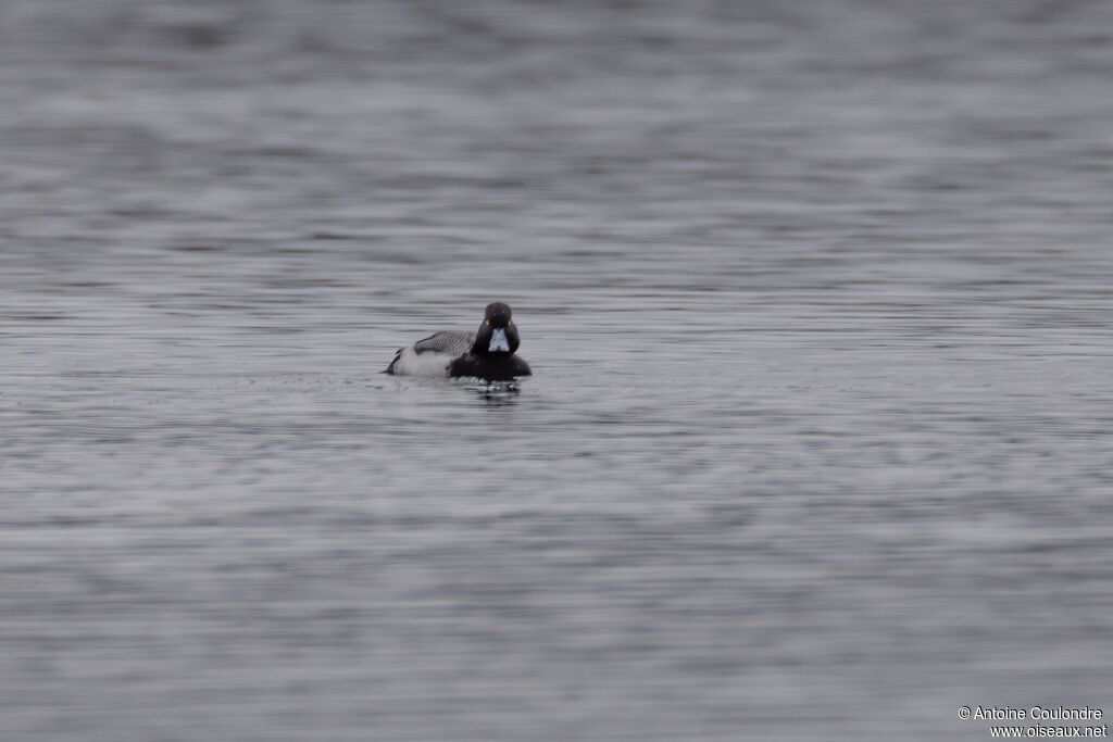 Lesser Scaup male adult breeding, swimming