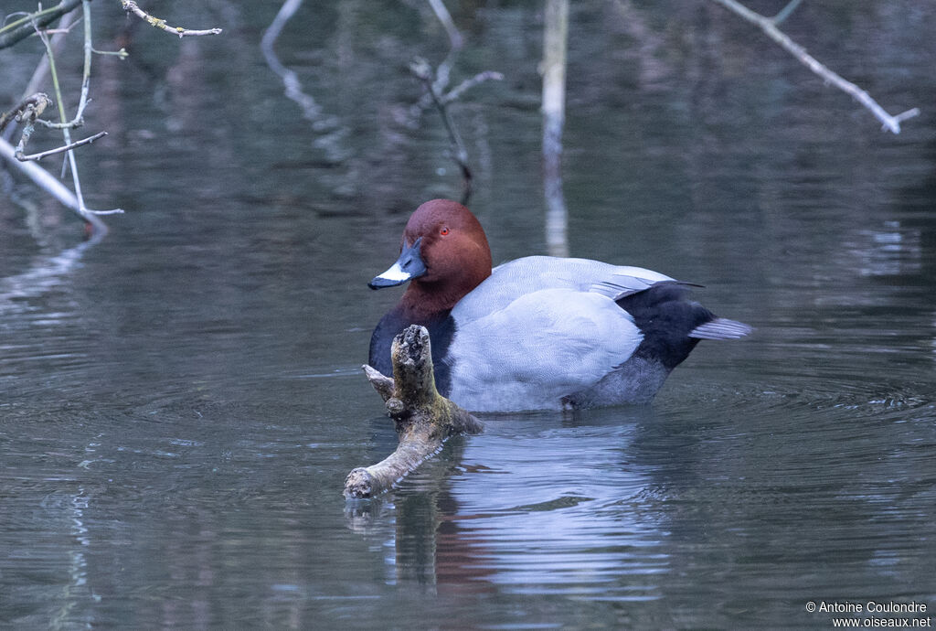 Common Pochard male adult breeding