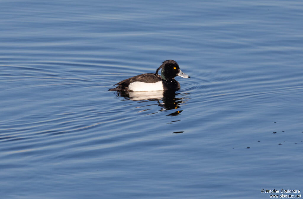 Tufted Duck male adult breeding