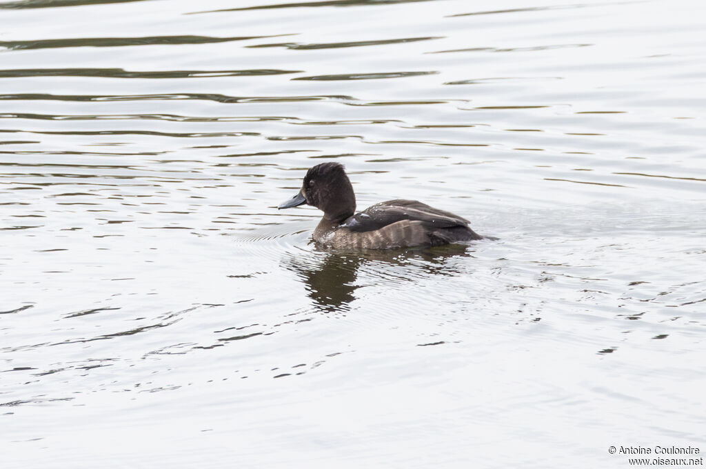 Tufted Duck female adult post breeding