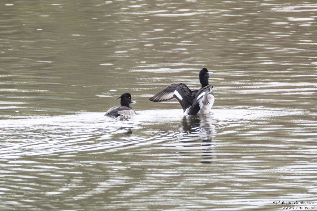 Tufted Duckadult post breeding