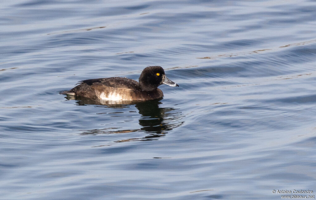 Tufted Duck female adult post breeding