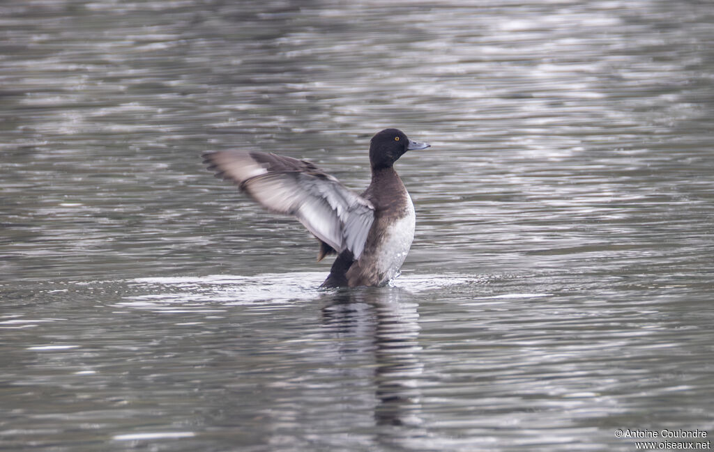 Tufted Duck male adult post breeding, Flight