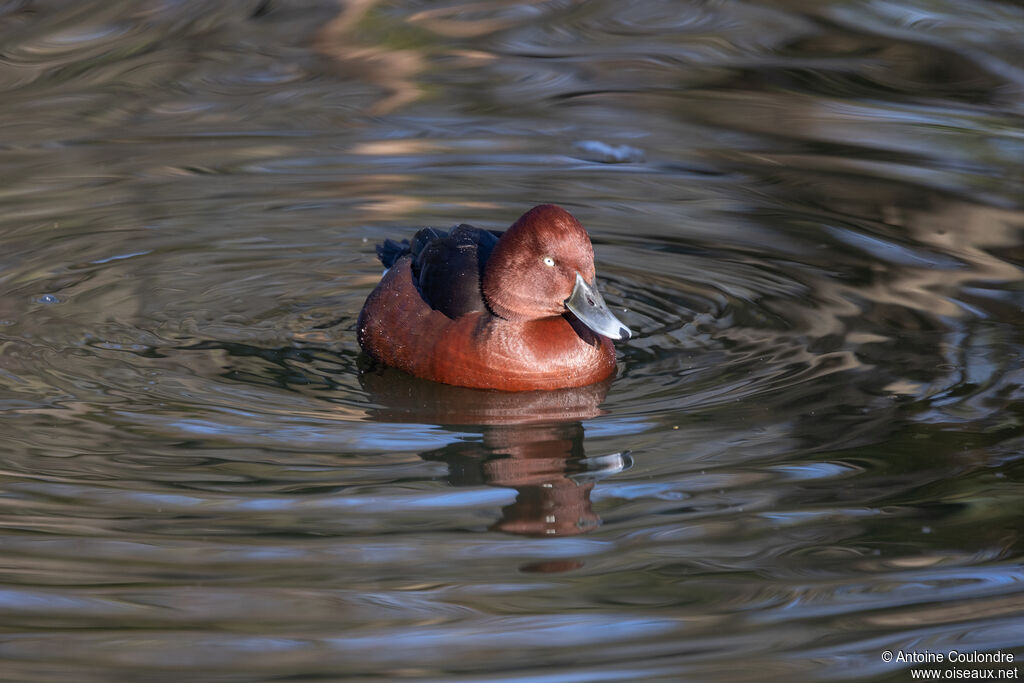 Ferruginous Duck male adult breeding