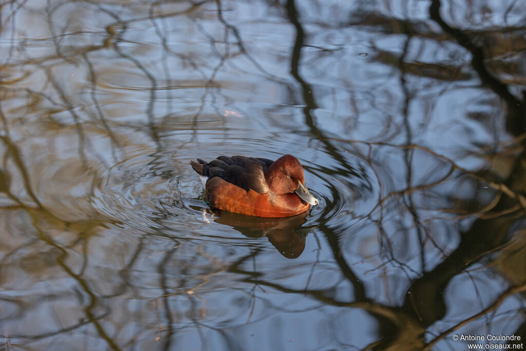 Ferruginous Duck male adult breeding