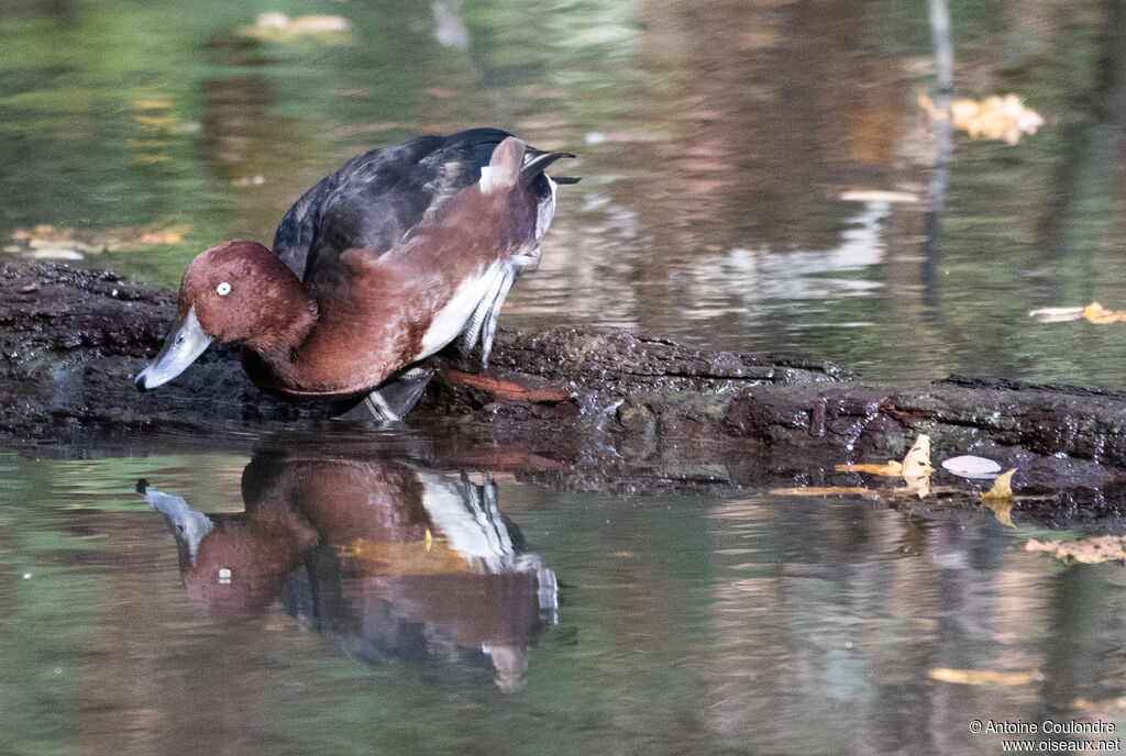 Ferruginous Duck male adult post breeding