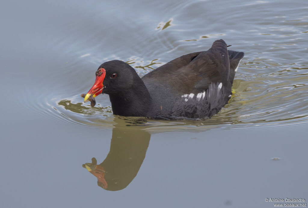 Common Moorhenadult, eats
