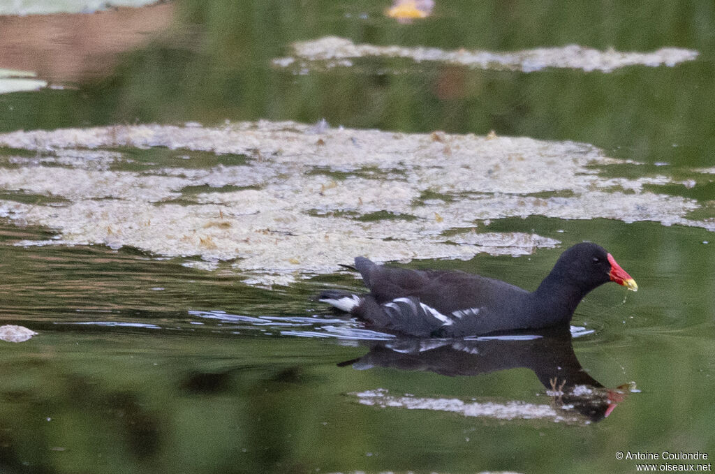Gallinule poule-d'eauadulte