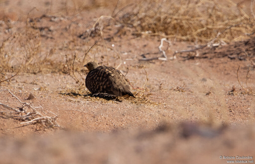 Namaqua Sandgrouse male adult