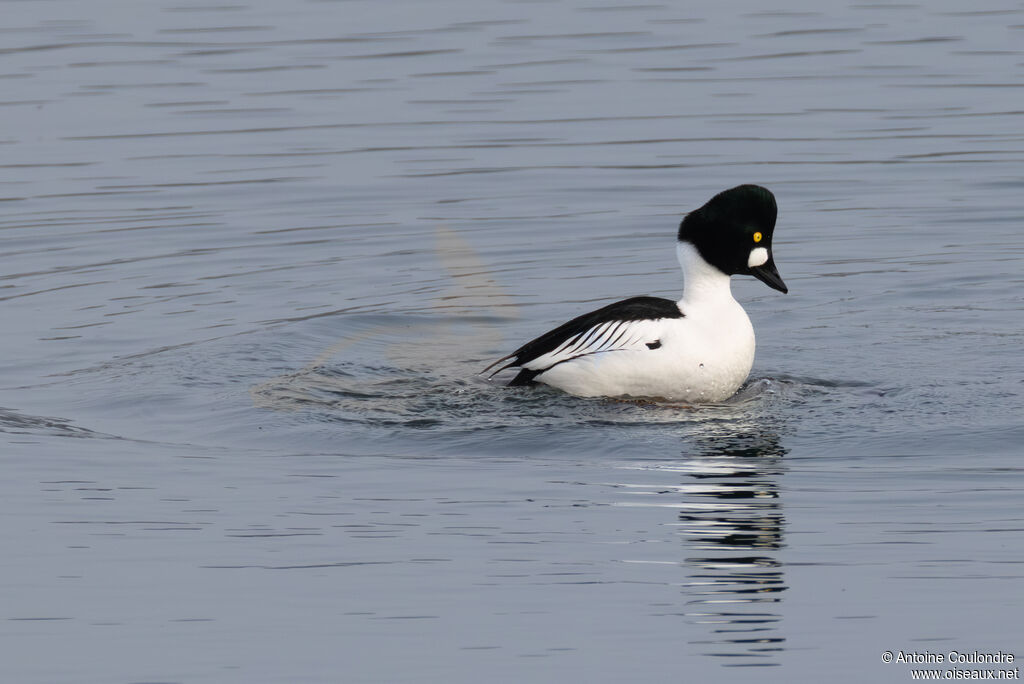 Garrot à oeil d'oradulte nuptial, accouplement.