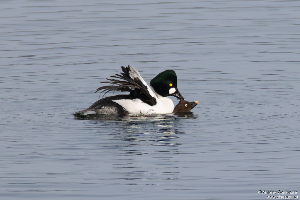 Garrot à oeil d'oradulte nuptial, accouplement.