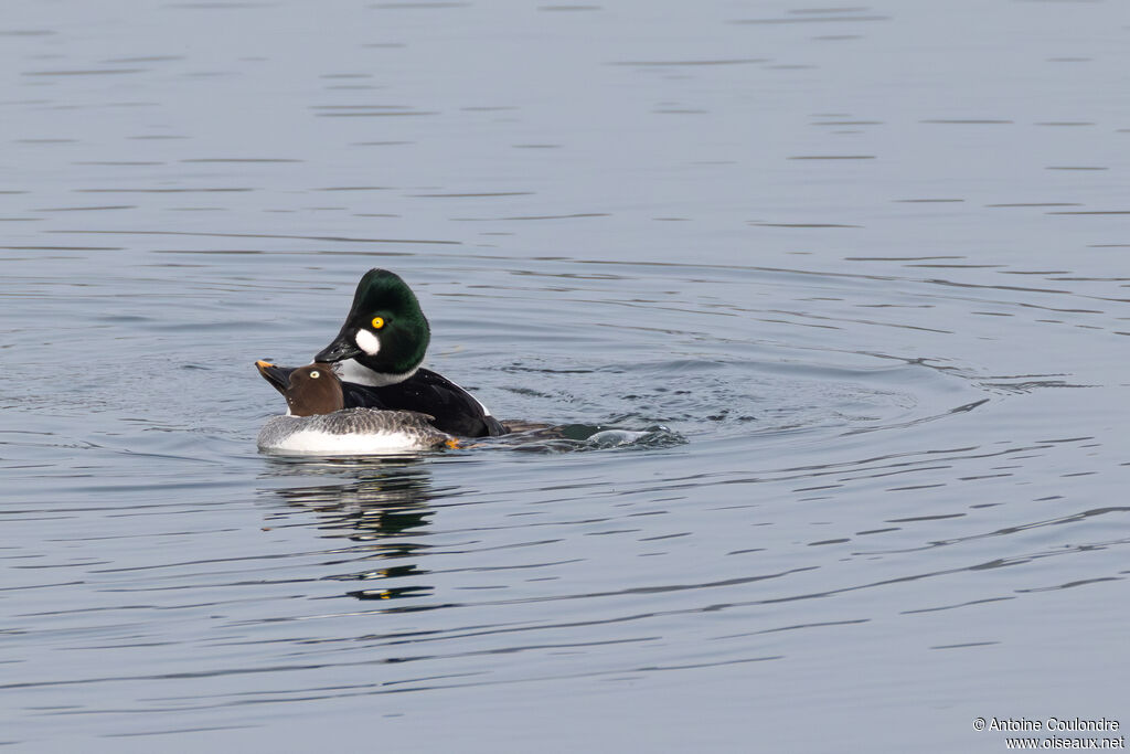 Garrot à oeil d'oradulte nuptial, accouplement.